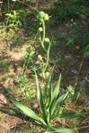 Eryngium yuccifolium Michx. var. yuccifolium