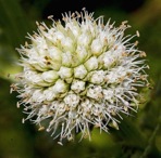 Eryngium yuccifolium Michx. var. yuccifolium