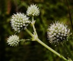 Eryngium yuccifolium Michx. var. yuccifolium