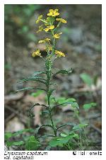 Erysimum capitatum (Douglas ex. Hooker) E. L. Greene var. capitatum