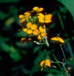 Erysimum capitatum (Douglas ex. Hooker) E. L. Greene var. capitatum