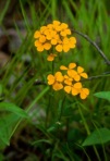 Erysimum capitatum (Douglas ex. Hooker) E. L. Greene var. capitatum