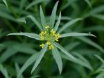 Erysimum cheiranthoides Linnaeus
