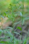 Erysimum cheiranthoides Linnaeus