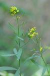 Erysimum cheiranthoides Linnaeus
