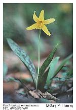 Erythronium americanum Ker-Gawl. ssp. americanum