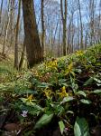 Erythronium americanum Ker-Gawl. ssp. americanum