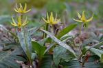 Erythronium americanum Ker-Gawl. ssp. americanum