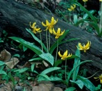 Erythronium americanum Ker-Gawl. ssp. americanum