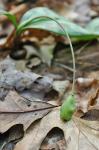 Erythronium umbilicatum Parks & Hardin ssp. umbilicatum