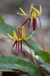 Erythronium umbilicatum Parks & Hardin ssp. umbilicatum