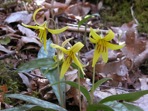 Erythronium umbilicatum Parks & Hardin ssp. umbilicatum