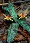 Erythronium umbilicatum Parks & Hardin ssp. umbilicatum