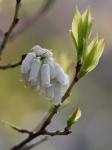 Eubotrys recurvus (Buckl.) Britt.