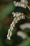 Eubotrys recurvus (Buckl.) Britt.