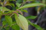 Eubotrys recurvus (Buckl.) Britt.