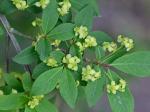 Euonymus alatus (Thunb.) Sieb.