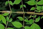 Euonymus alatus (Thunb.) Sieb.
