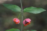 Euonymus americanus L.
