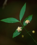 Euonymus americanus L.