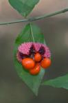 Euonymus americanus L.
