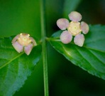 Euonymus americanus L.