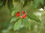 Euonymus europaeus L.