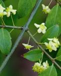 Euonymus europaeus L.