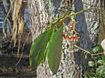 Euonymus fortunei (Turcz.) Hand.-Maz.
