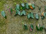 Euonymus fortunei (Turcz.) Hand.-Maz.