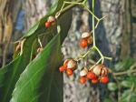 Euonymus fortunei (Turcz.) Hand.-Maz.