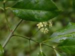 Euonymus fortunei (Turcz.) Hand.-Maz.