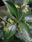 Euonymus japonicus Thunb.