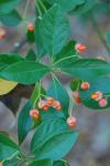 Euonymus japonicus Thunb.