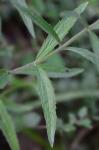 Eupatorium album L.