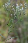 Eupatorium album L.