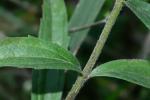 Eupatorium album L.