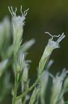Eupatorium album L.