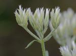 Eupatorium album L.