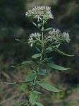 Eupatorium altissimum L.