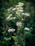 Eupatorium altissimum L.