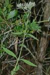 Eupatorium maritimum E.E. Schilling