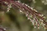 Eupatorium capillifolium (Lam.) Small
