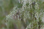 Eupatorium capillifolium (Lam.) Small