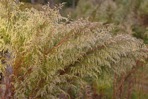 Eupatorium capillifolium (Lam.) Small