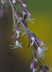 Eupatorium capillifolium (Lam.) Small