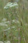Eupatorium maritimum E.E. Schilling