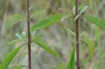 Eupatorium maritimum E.E. Schilling