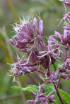 Eutrochium dubium (Willd. ex Poir.) E.E. Lamont