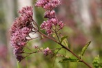 Eutrochium dubium (Willd. ex Poir.) E.E. Lamont